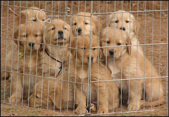 golden retriever puppies pictures. Golden Retriever puppies in