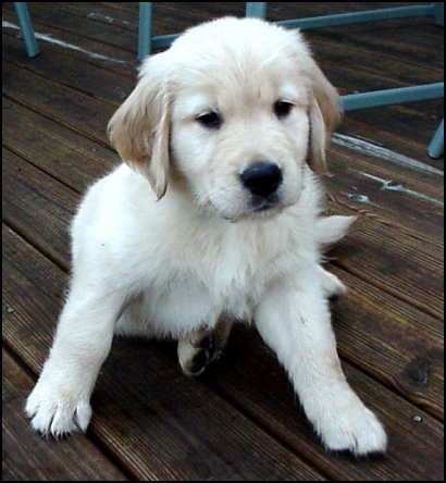 8 week old golden retriever puppy pictures. Golden Retriever puppy 8 weeks