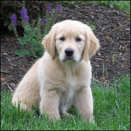 8 week old golden retriever puppy pictures. Golden Retriever puppy 12